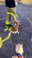 Dancing dog very funny