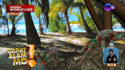 Coconut crabs, itinuturing na largest crustacean na naninirahan sa lupa | Dapat Alam Mo!