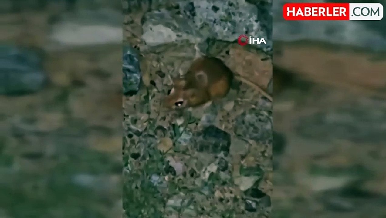 Yüksekova'da kırmızı listede bulunan kanguru faresi görüntülendi