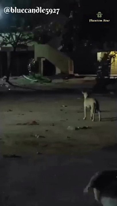 Watch till end | Dog sees real ghost