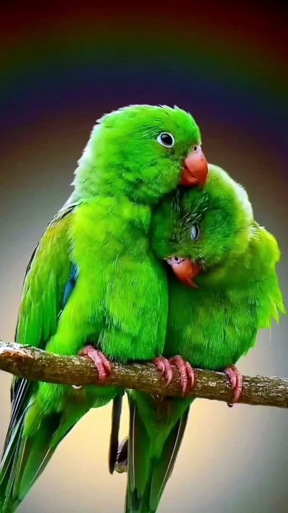 #Parrot