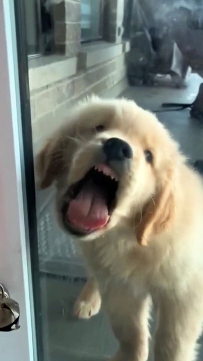 Dogs playing video 