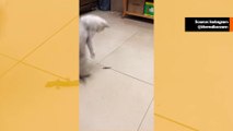 Huvittava video: kissa käyttää epätavallista tekniikkaa 'taistellakseen' liskon kanssa