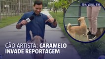 Cachorro invade reportagem ao vivo