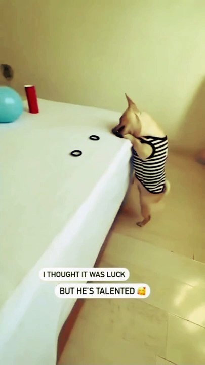 Talented dog