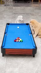 Cats play 8ball pool