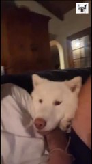 Fun Animals - Cats and Dogs funny videos 