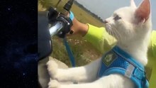 Hilarious Cat Videos Compilation 2024: Funniest Cats Ever