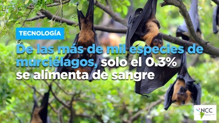 De las más de mil especies de murciélagos, solo el 0.3% se alimenta de sangre