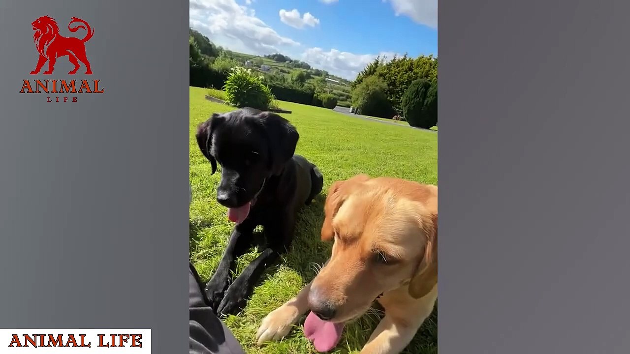 Funny DOGS and CATS videos 2024  Best Funniest Animal Videos of June| Cute animal videos| Cute pet video| Animal life