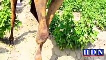 camel leg cut | camel leg cut incident video #camel