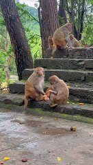 Monkey playing in jungle