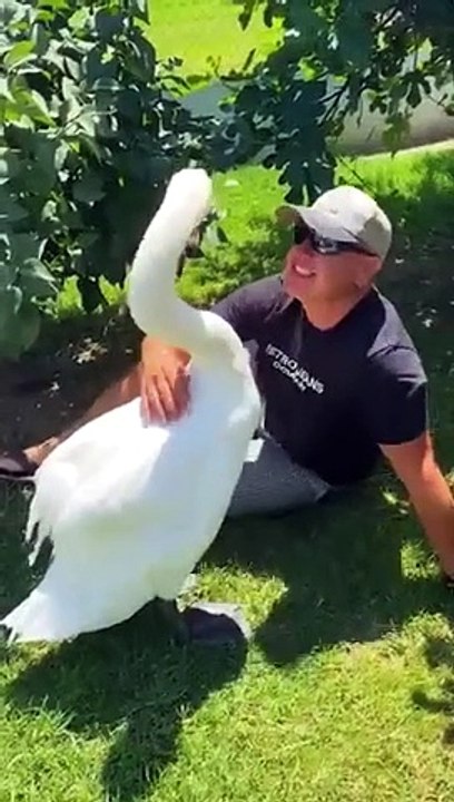 Guy Rescues An Egg And Becomes A Swan Dad For Life