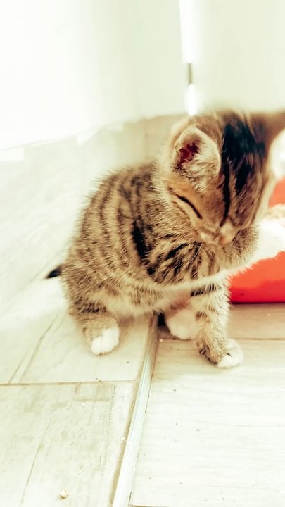 Kitten’s Me Time❤️