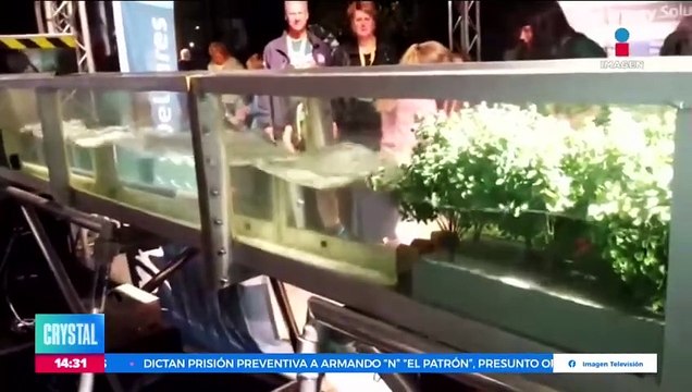 ¿Cuáles son los beneficios de los manglares ante un huracán?