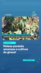 Maleza parásita amenaza a cultivos de girasol