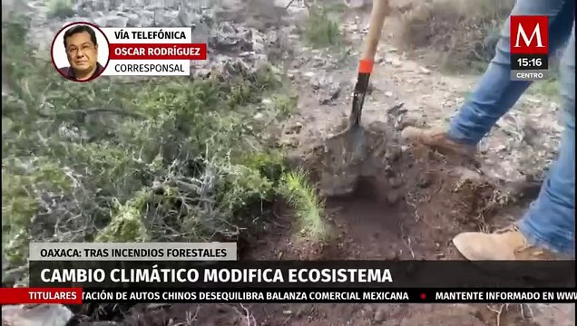 El cambio climático y los incendios forestales ha modificado el ecosistema de Oaxaca