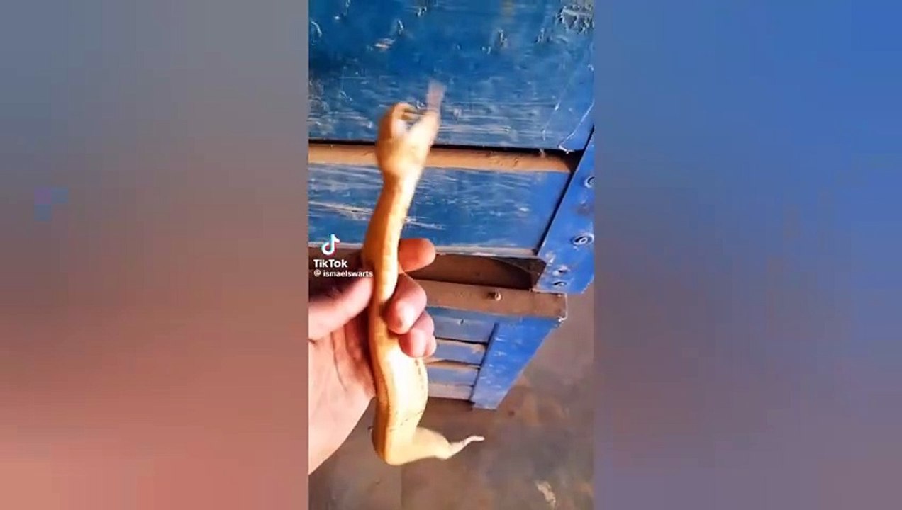 SCARE CAM Priceless Reactions#280   Impossible Not To Laugh TikTok Honors