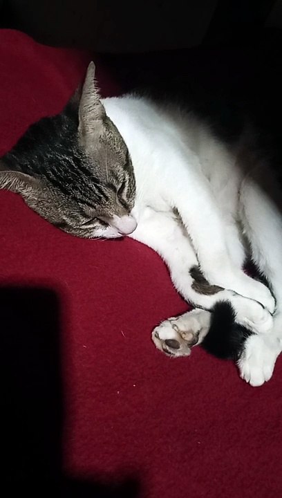 PET'S ARE FAMILY ! CAT LOVERS ' WENGWENG 