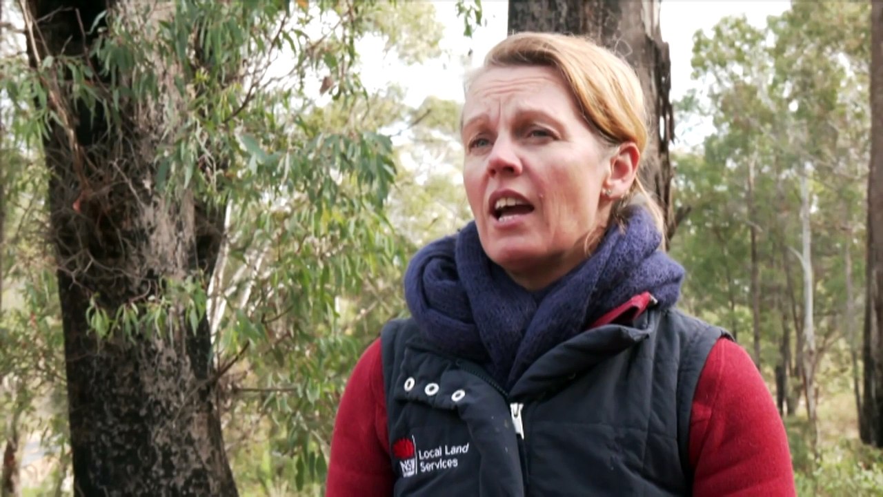 Endangered greater gliders spotted in Barlow nesting boxes ignite hope for fire-ravaged colony