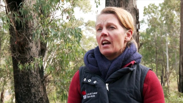 Endangered greater gliders spotted in Barlow nesting boxes ignite hope for fire-ravaged colony