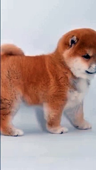 Dogs video 