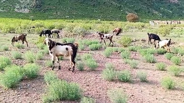 Beautiful goats grazing on mountain