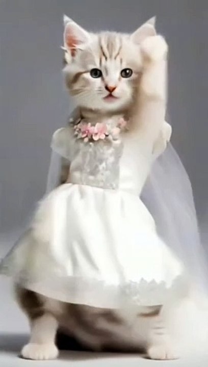 Beautiful cat amazing Dance