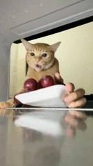 KUCING_NYOLONG_ANGGUR!_#cat_#catlover_#funnyanimals_#lol