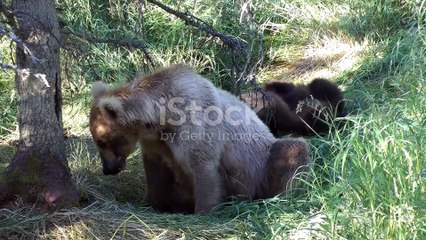 Adorable Baby Black Bear Adventures!  D