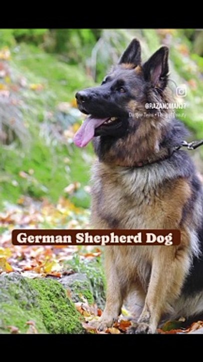 Complete Guide to German Shepherd Dog