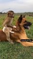 Animal_friendship❤️_#shorts_#viral_(720p)