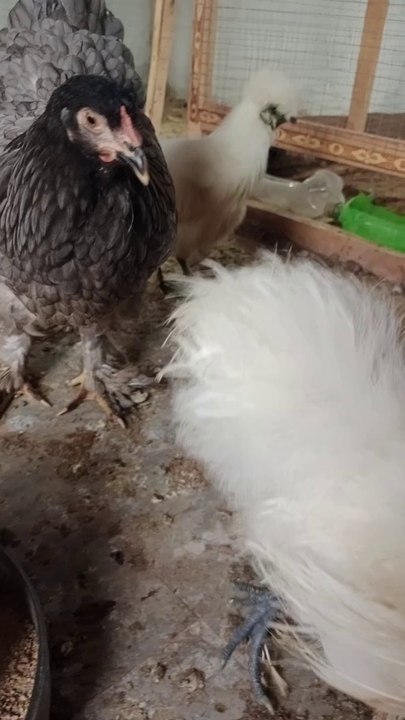 Barahma hens and silky hens