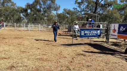 Download Video: Alice Springs Show bull sale | Stock Journal