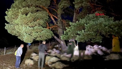 Sağanak sırasında yıldırım düştü, ağacın altındaki 76 koyun öldü