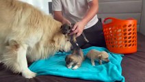 Golden Retriever Meets Puppies for the First Time