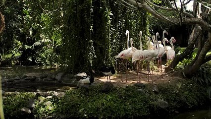 Group of flamingos on the shore of a lake