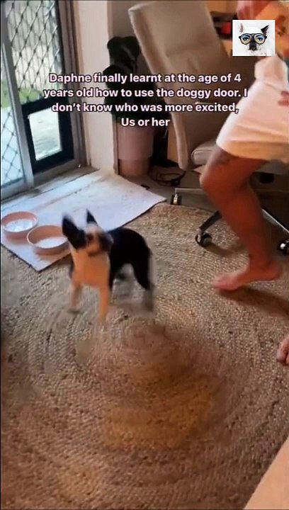 Fun Animals - Cats and Dogs funny videos  Веселые животные - смешные видео о кошках и собаках