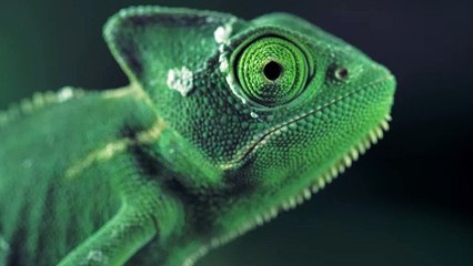 Green vailed chameleon seen from one side