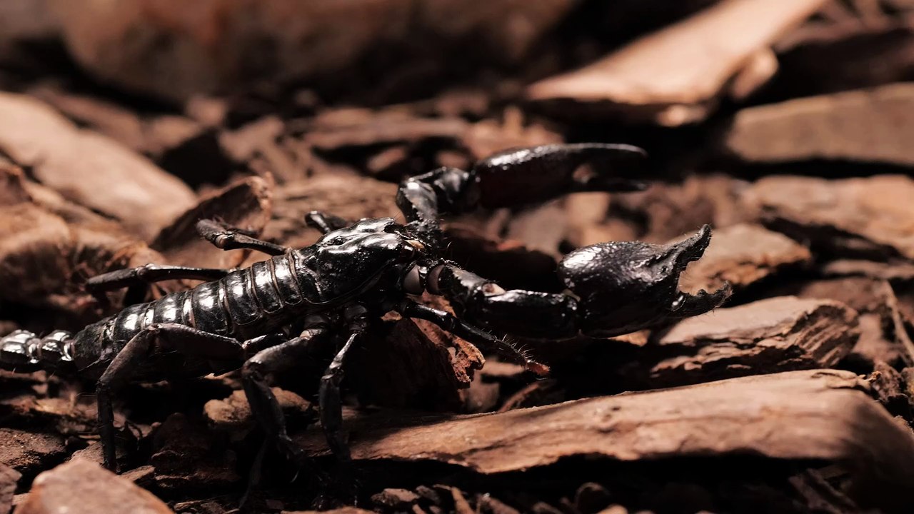 Black scorpion walking closeup