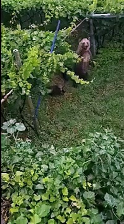 Dro, orsa si aggira impaurita tra i vigneti con i suoi tre cuccioli