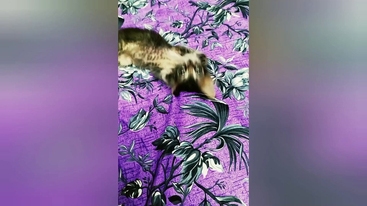 Kitten playing on bed