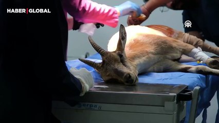 Bacağından ameliyat edilen yaban keçisi tekrardan yürüyebilecek