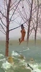 Dogs and cats shooting details