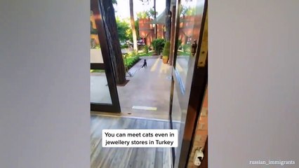 Funny Cat Videos of 2024  YOU LAUGH YOU LOSE