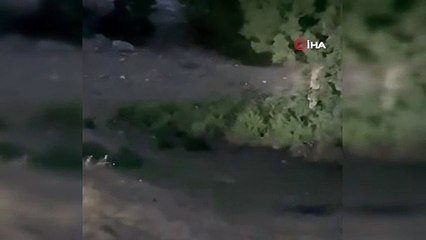 Nesli Tükenmek Üzere, Eskişehir'de görüntülendi!