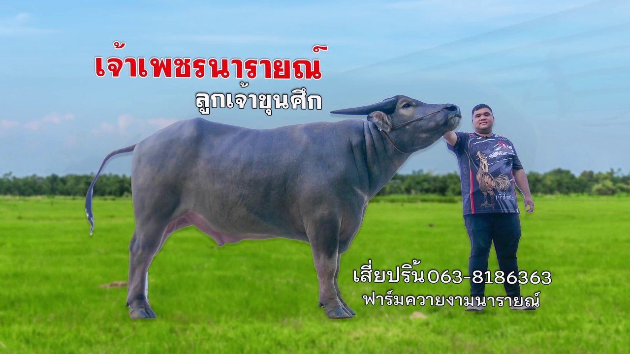 เจ้าเพชรนารายณ์ ลูกเจ้าขุนศึกควายงาม Chao Phet Narai, son of Chao Khunsuek, a beautiful buffalo
