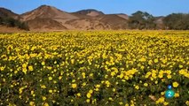 Grandes documentales   Reyes desaparecidos  Los leones del Namib