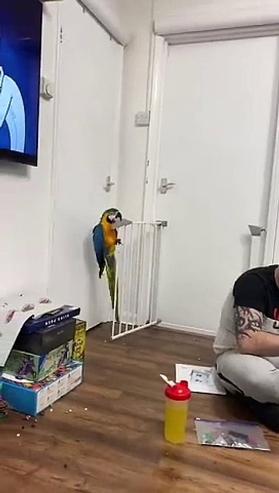 VID-pets