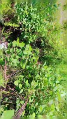 Habibi come too Kashmir